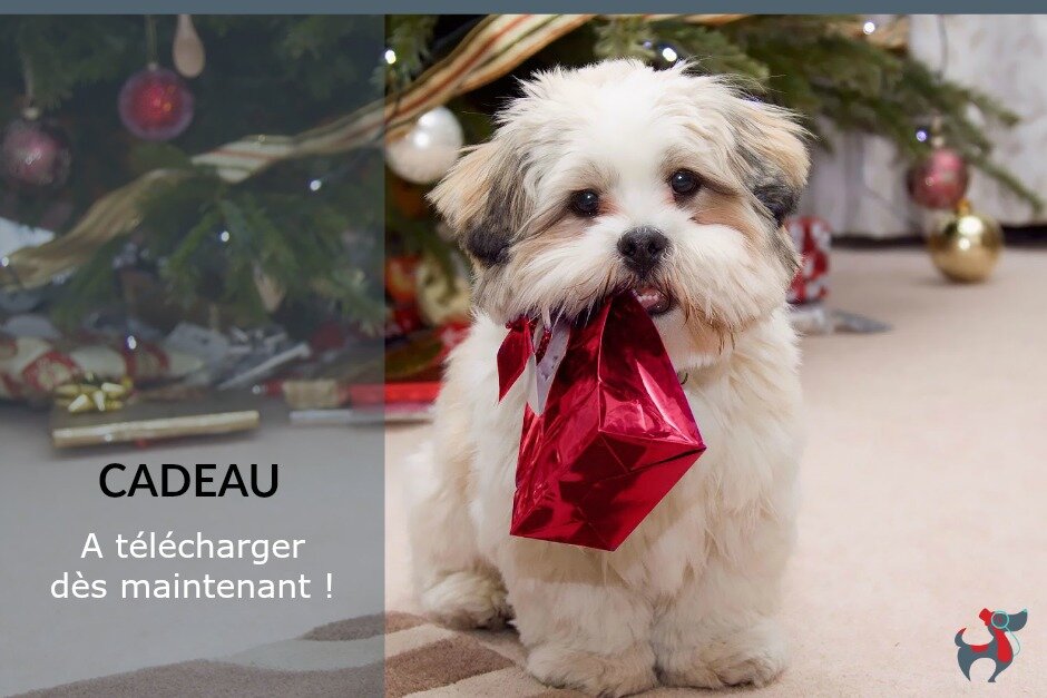 A la une - CADEAU dog & lifestyle le magazine canin art de vivre ensemble